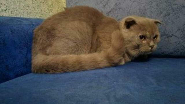 Китайская хохлатая собака и вислоухая кошка: каких породистых животных можно забрать в калининградском приюте