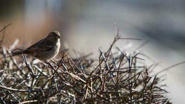 На выходных в Калининграде потеплеет