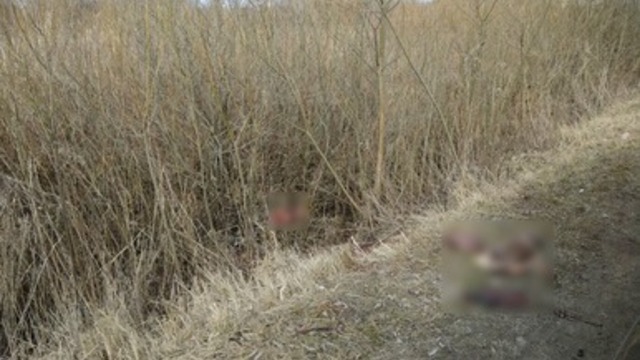 В Калининграде Минприроды просит содействия в поиске браконьеров, бросивших шкуры косуль у дороги