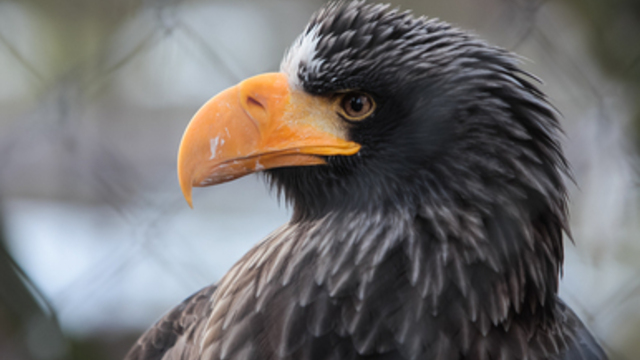 В День птиц гостей нацпарка 