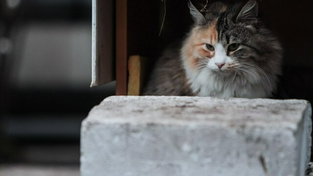 В Венесуэле двоих футболистов выгнали из команды за издевательства над котом