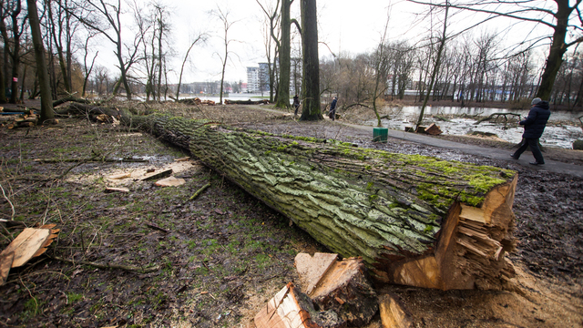 Минэкологии региона: В муниципалитетах вырубали здоровые деревья