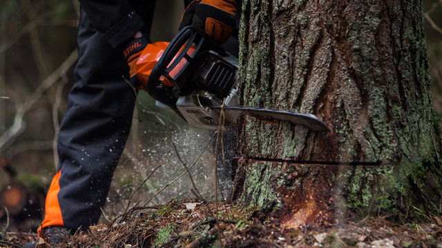 В Калининграде снова подняли вопрос о противопаводковой вырубке деревьев