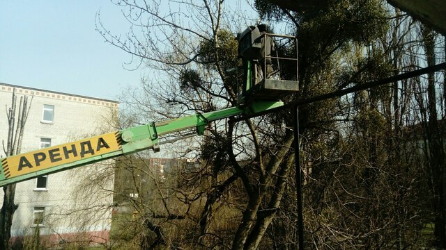 На ул. Соммера в Калининграде вырубили деревья несмотря на мораторий