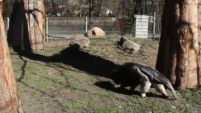 Прогулка единственного в России гигантского муравьеда из Калининградского зоопарка попала на видео