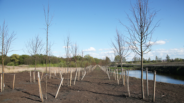 После рекультивации на калининградском золоотвале создадут общественную зону для отдыха