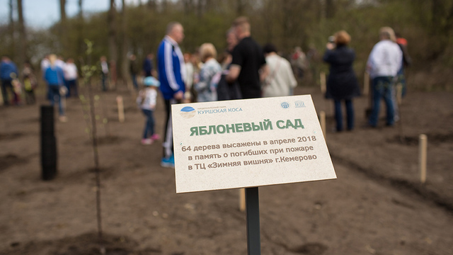 64 яблони: на Куршской косе высадили сад в память о погибших при пожаре в Кемерове