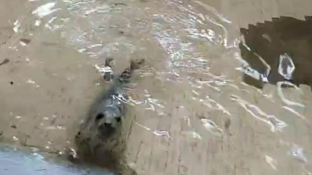В зоопарке показали, как найденные на берегу Балтийского моря тюленята учатся есть самостоятельно (видео)