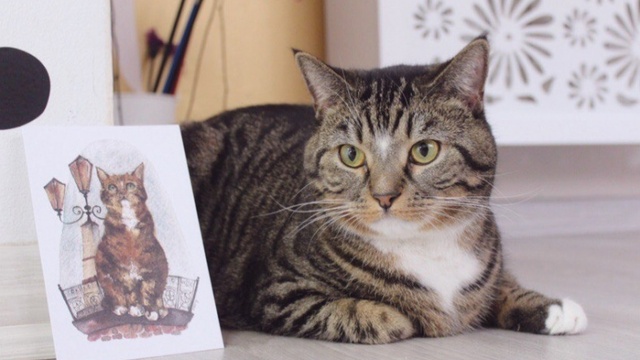 Художница из Калининграда рисует открытки с бездомными котами, чтобы найти им хозяев
