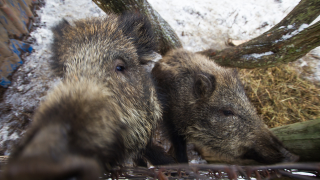 Калининградское минприроды: в ближайшие годы в области не будет массовой охоты на кабанов
