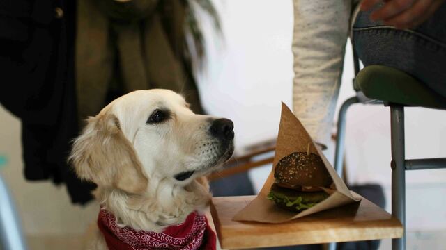 Веганское кафе и крафтовый бар: в какие калининградские заведения пустят с собакой