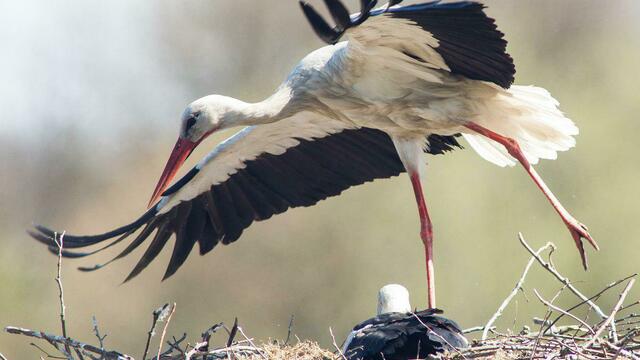 В Правдинском районе падает столб с аистятами