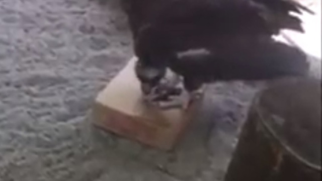 В Калининградском зоопарке показали кормление чёрного грифа (видео)