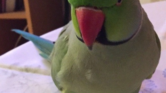 В Калининграде из квартиры улетел 14-летний ожереловый попугай