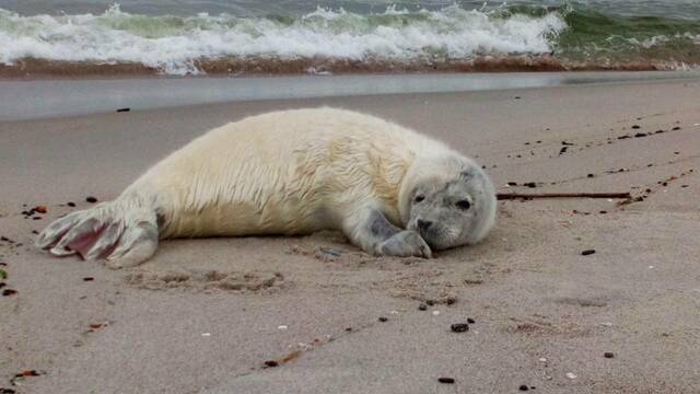 В Калининграде найденному на побережье тюленю ампутировали ласт ради спасения жизни