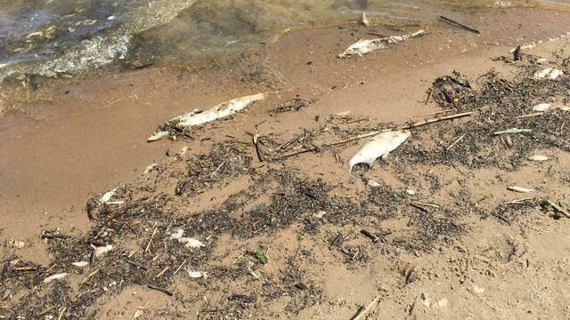 Берега залива на Куршской косе усеяны мёртвой рыбой 