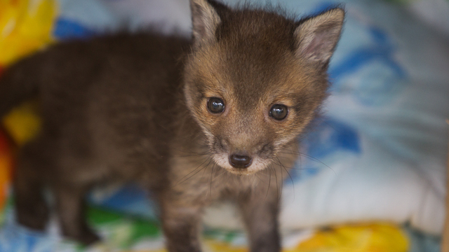 Отдельный домик и щенячий корм: как живёт лисёнок, подброшенный на КПП 
