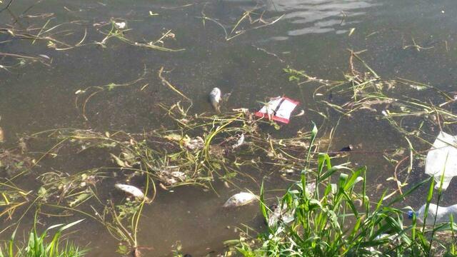 В Верхнем озере массово гибнет рыба (фото)