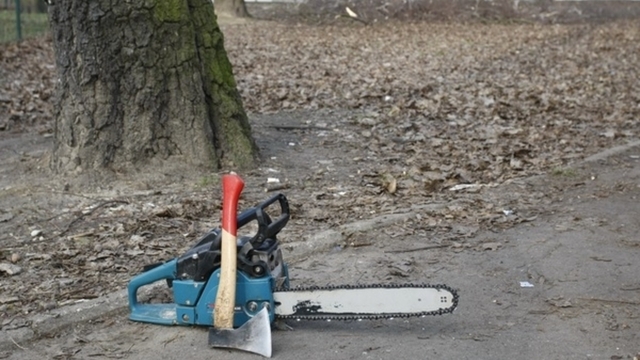 Рослесхоз проверит законность вырубки дубов в Полесском районе