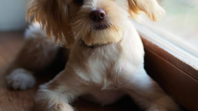 В Калининграде волонтёры ищут дом щенку, которого выкинули с четвёртого этажа