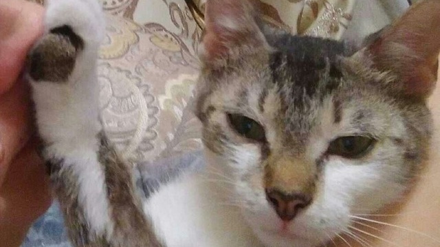 Кошка, которую со связанными лапами засунули в мешок и залили монтажной пеной,  обрела хозяев (фото)