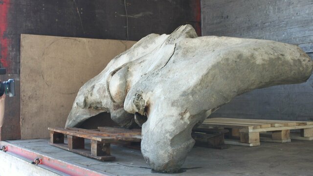 Калининградские рыбаки выловили в Балтийском море кость 20-метрового кита (фото)