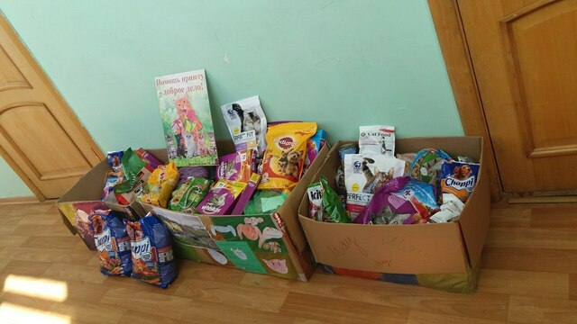 Вместо выпускных букетов: в калининградской школе собрали корм для кошек из приюта