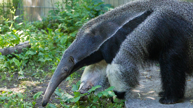 В Калининградском зоопарке муравьедиху Кайю впервые выпустили в открытый вольер (фото)