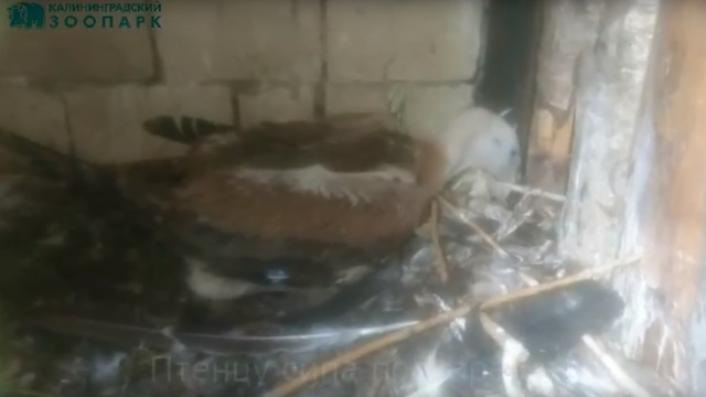 В Калининградском зоопарке родился птенец белоголового сипа