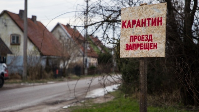 В Гвардейске ввели карантин из-за вспышки АЧС