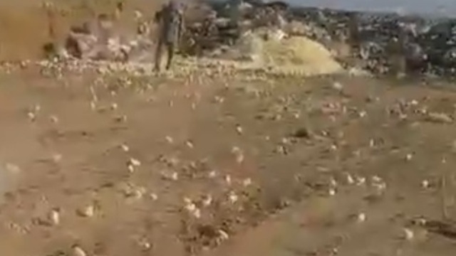 В Грузии из выброшенных на свалку яиц вылупились сотни цыплят (видео)