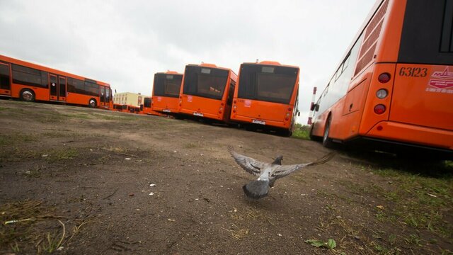 В Калининграде 26 июня отменят утренние автобусы на нескольких маршрутах (список)