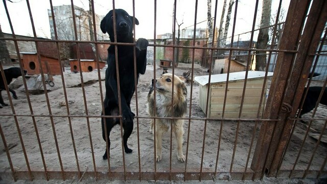Калининградцев приглашают на день открытых дверей в собачий приют 