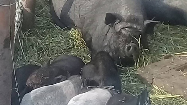 В Немане с частного подворья украли декоративных вьетнамских свиней