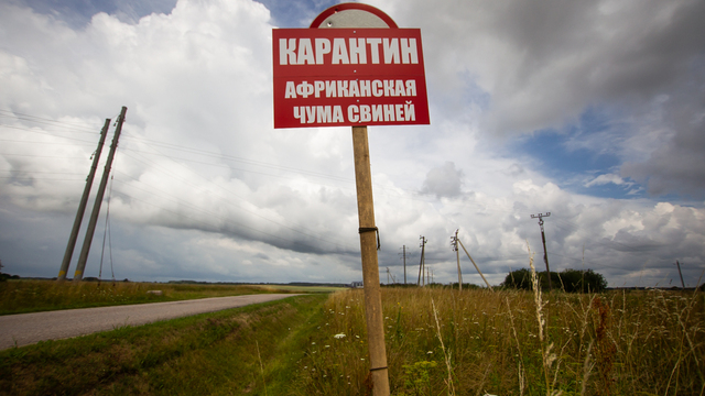 В Калининградской области у границы с Литвой произошла вспышка АЧС