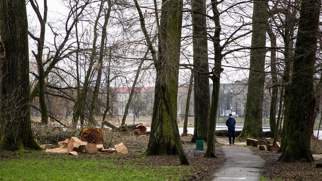 Экологи: в Южном парке более десяти процентов деревьев признаны усыхающими