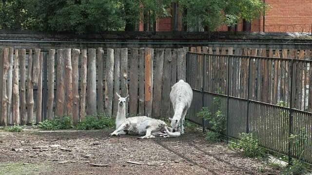 В Калининградском зоопарке сотрудники прозвали новорожденную ламу Жарой