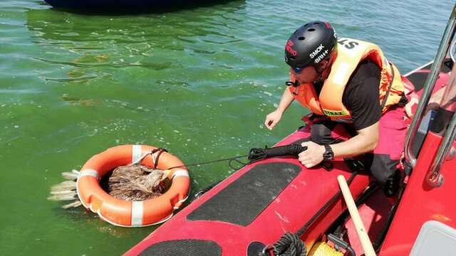 В Бранево полицейские и пожарные спасли тонущего в заливе орла