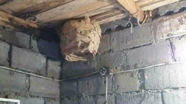 Под Калининградом рабочие не могли попасть в трансформаторную подстанцию, в которой поселились осы и шершни