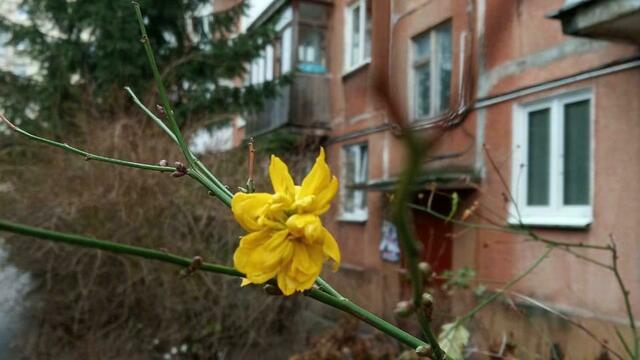 На ул. Рокоссовского зацвели японская керрия и форзиция (фото)