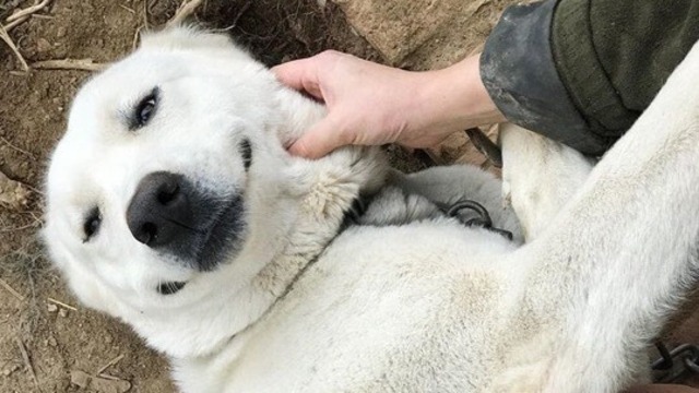 В Калининграде ищут хозяев для породистых собак из приюта (фото)