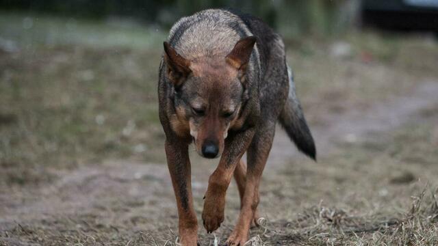 Владельцев животных обязали не спускать собак с поводка и стерилизовать кошек: подробно о новом законе