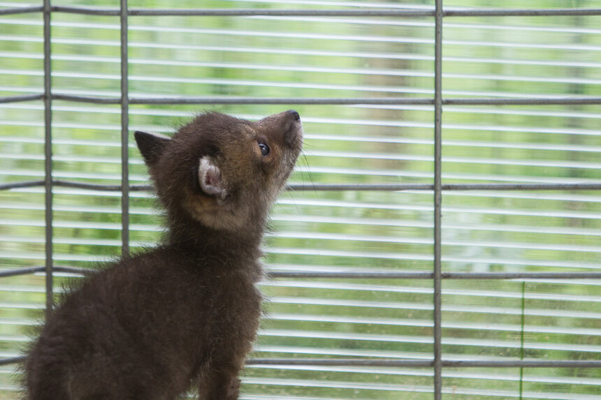 Фото: "Клопс" / Александр Подгорчук 