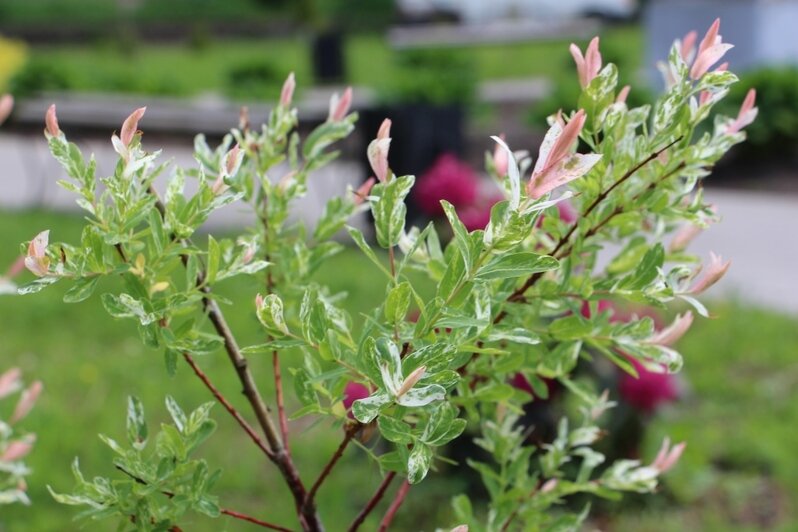 Новый сквер в Немане встретил первую весну - Новости Калининграда