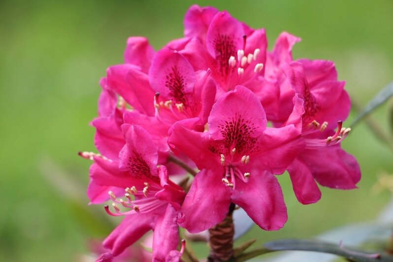 Новый сквер в Немане встретил первую весну - Новости Калининграда