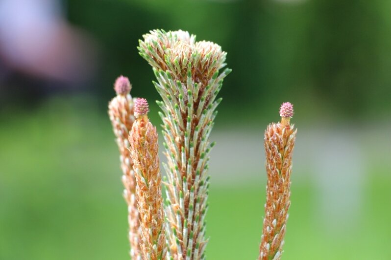 Новый сквер в Немане встретил первую весну - Новости Калининграда