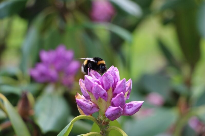 Новый сквер в Немане встретил первую весну - Новости Калининграда