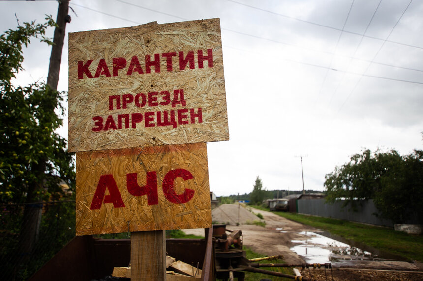 Из-за вспышки вируса АЧС на крупнейшей в области свиноферме под угрозой заражения оказались ещё два посёлка - Новости Калининграда | Александр Подгорчук / Архив &quot;Клопс&quot;