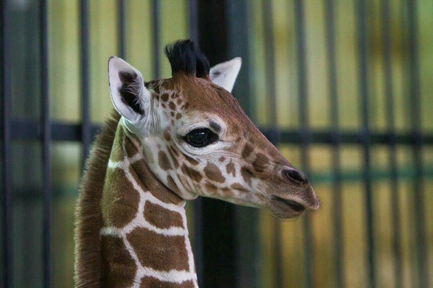 Александр Подгорчук / Клопс.Ru