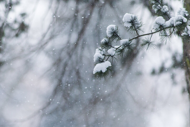 Александр Подгорчук / "Клопс"